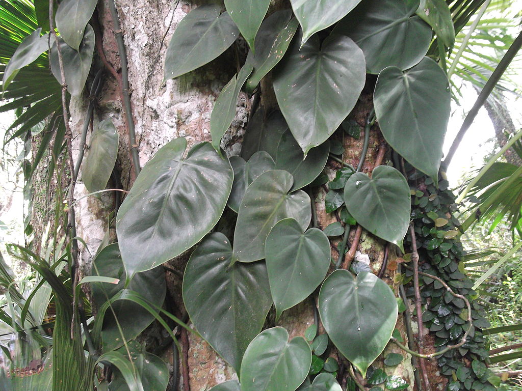 Leuke hangplanten