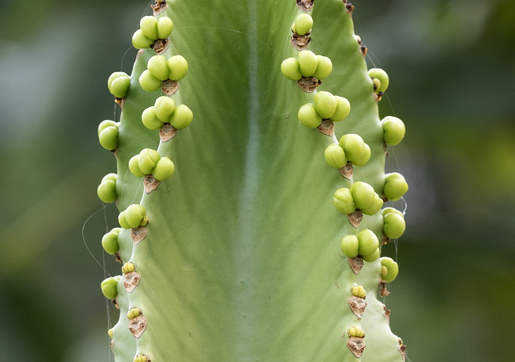 Grote kamerplanten